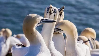 华体会平台-里奇·麦考退役后，仍然以不同身份支持新西兰橄榄球，nba麦克里兰